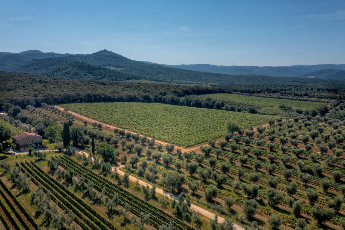 Il fascino delle vigne di Tenuta San Guido