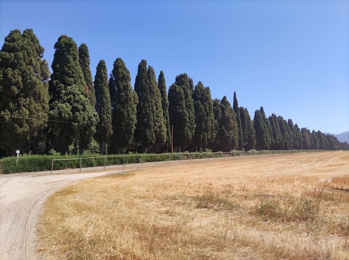 Il viale di Bolgheri amato dal Carducci visto dall'interno della Tenuta (foto @Lara Loreti)
