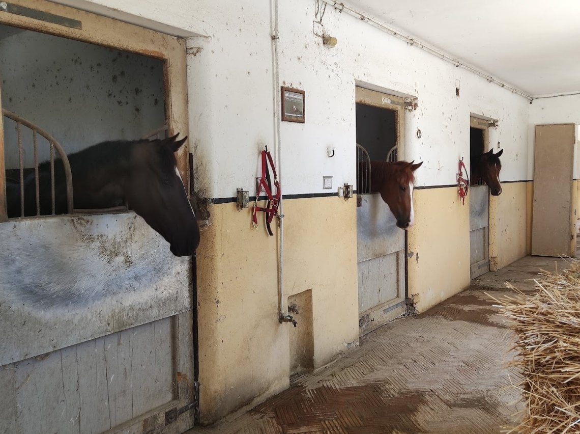 &nbsp;La scuderia della Tenuta&nbsp; (foto @Lara Loreti)