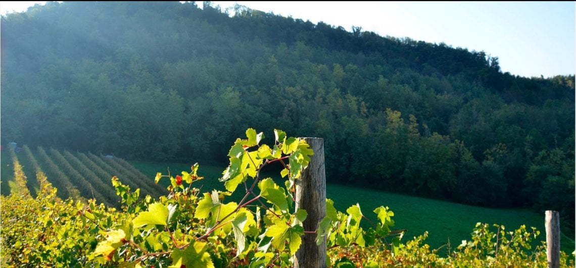 Vigne di Cocconato