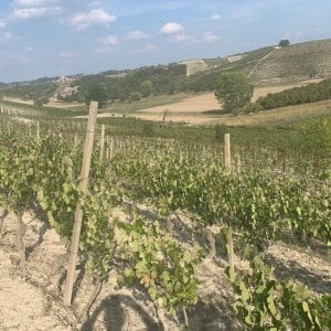 Vendemmia 2022: la siccità non ha leso il raccolto. Salgono i prezzi