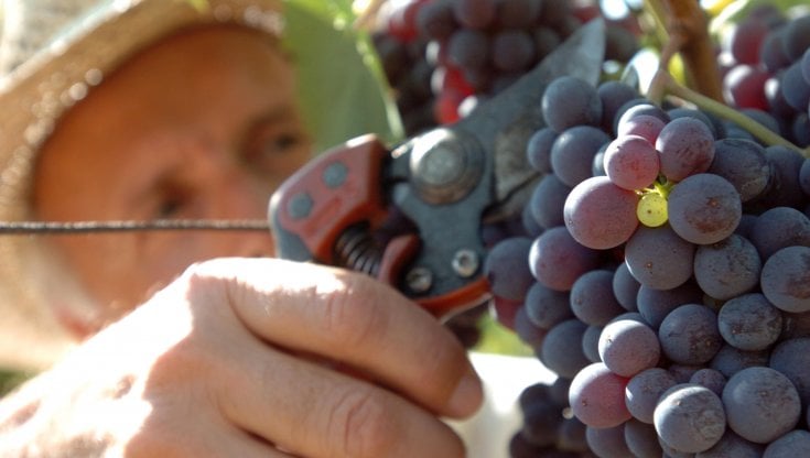 Frode alla Ue, indagate Veronafiere e Unione italiana vini 