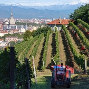 Unwto, Luca Balbiano: "Le vigne urbane modello di sostenibilità"