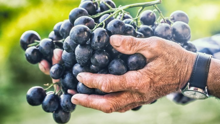 Sagra dell'uva Cari: ritorno di un vitigno leggendario 