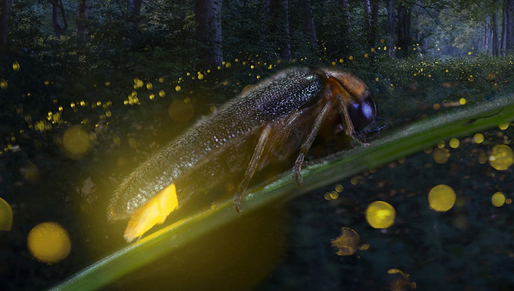 Come mai le lucciole lampeggiano e come fanno a farlo? - La Stampa