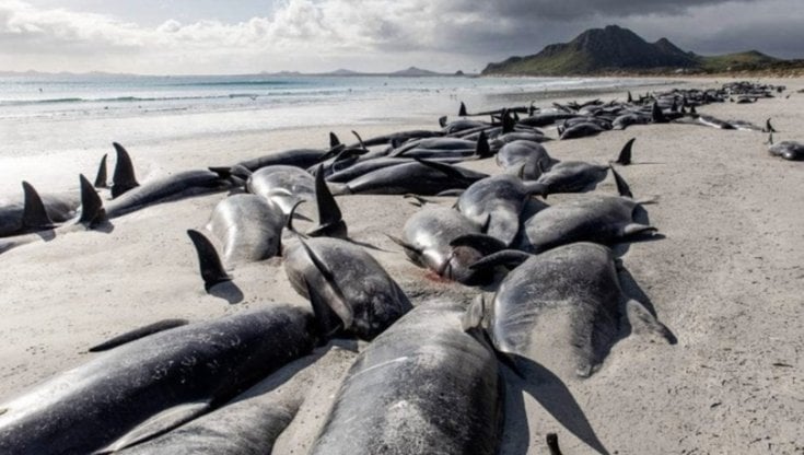 In Nuova Zelanda muoiono le balene: 500 spiaggiate in pochi giorni