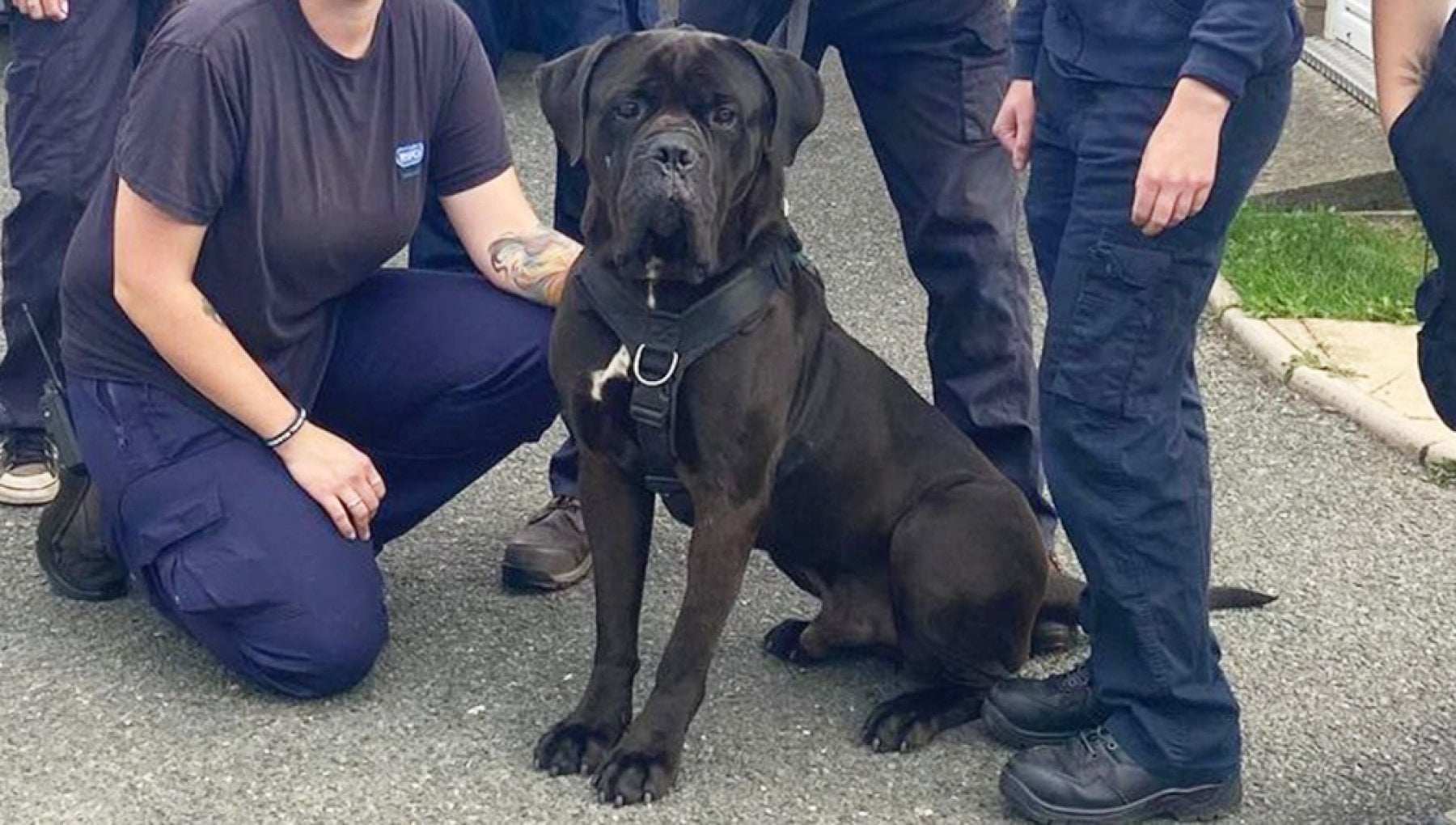 Pesa 60 chili e sulle due zampe è alto 1,82 metri, il cane gigante ...
