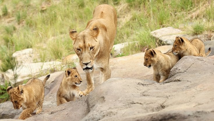 Cinque Leoni Fuggono Dal Recinto Lo Zoo Di Sydney Mette In Salvo I 