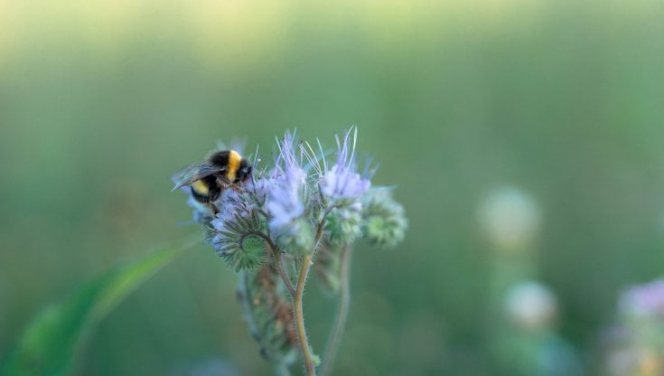 Api simbolo di biodiversit&agrave; (@simone bramante)