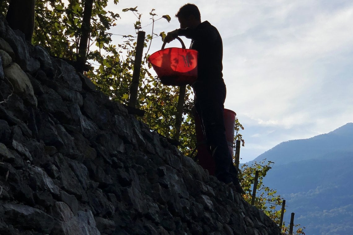 &nbsp;Vendemmia sui muretti a secco