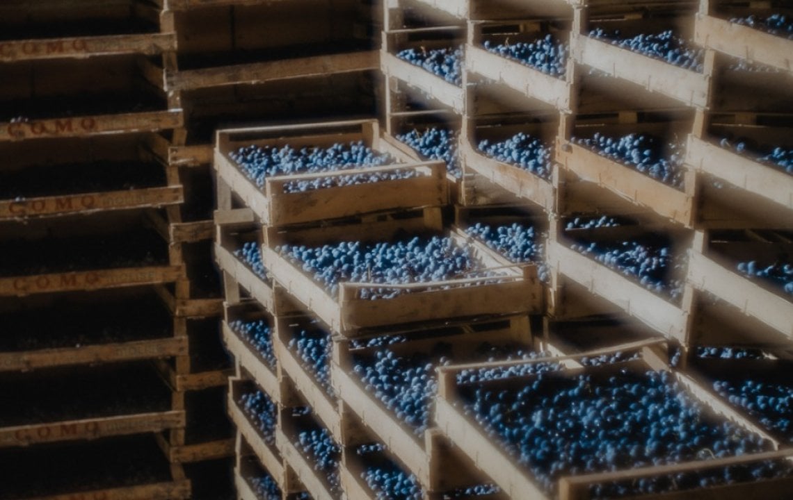 Colleluce, Vernaccia nera&nbsp;