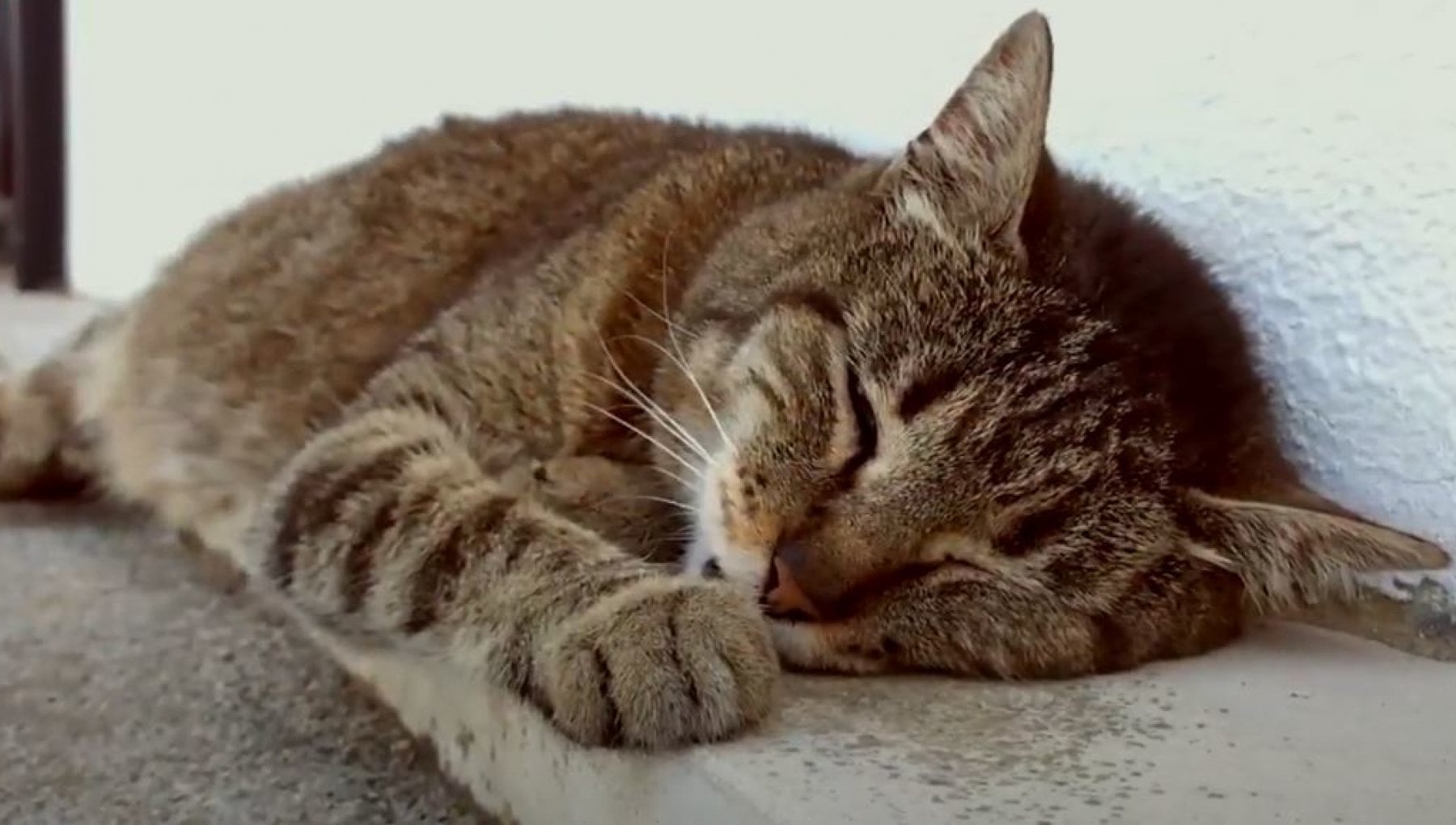 Chi ha ucciso il gatto Saitama? Un anno dopo la morte il giudice fa