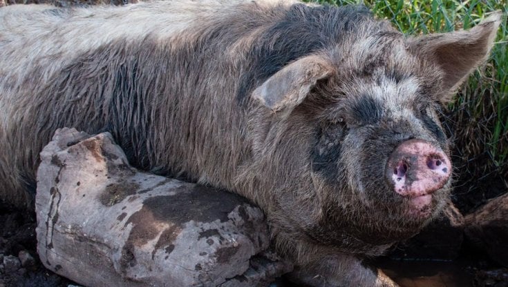 Tra maiali allo stato brado e galline libere, il ristorante che segue i ritmi della natura