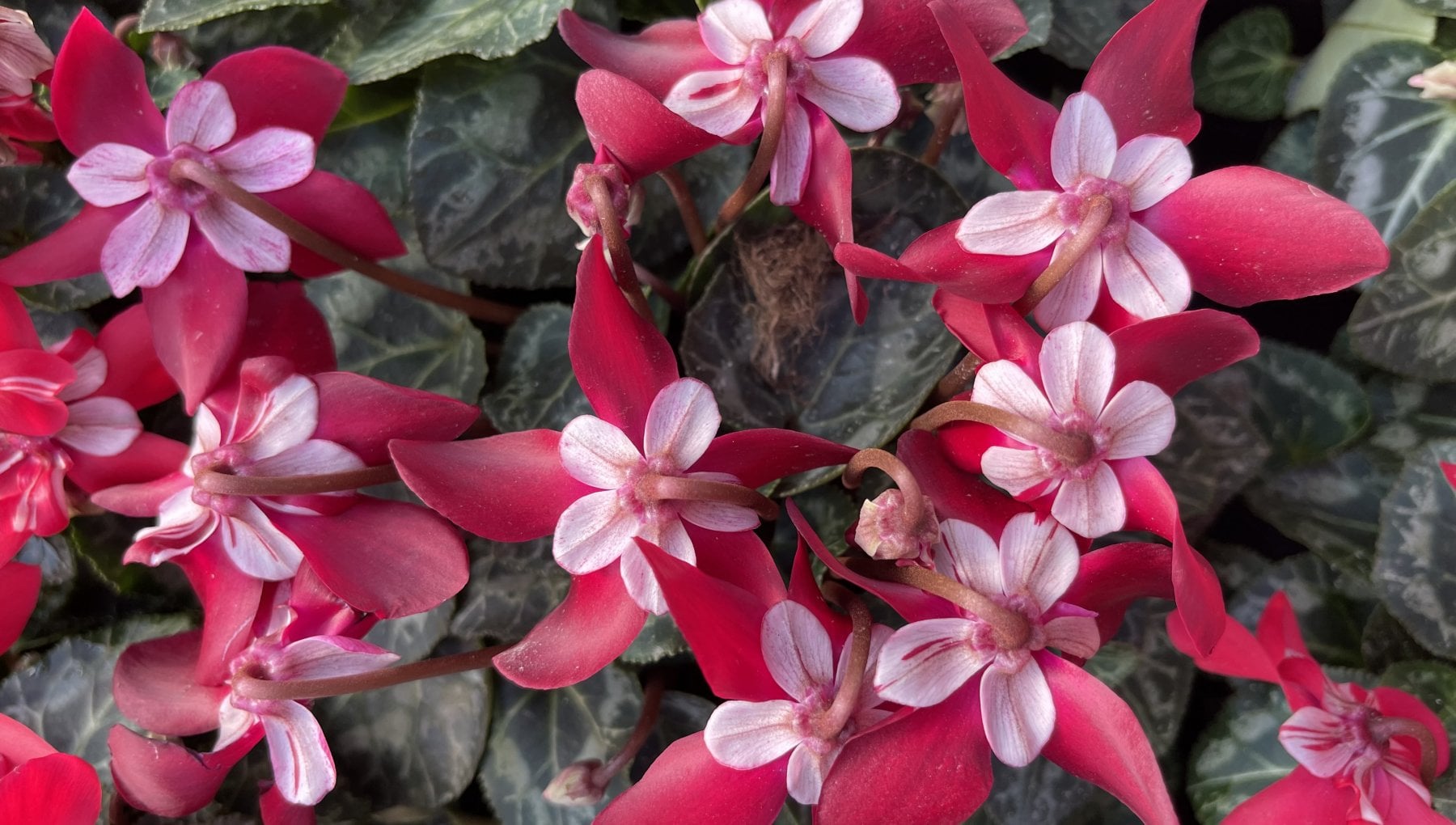 Il giardino dei fiori invernali: 10 piante per tutti i colori - la ...