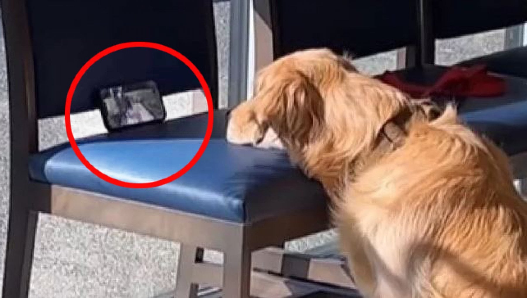 Guarda video di scoiattoli dal cellulare del proprietario: così il cane ...