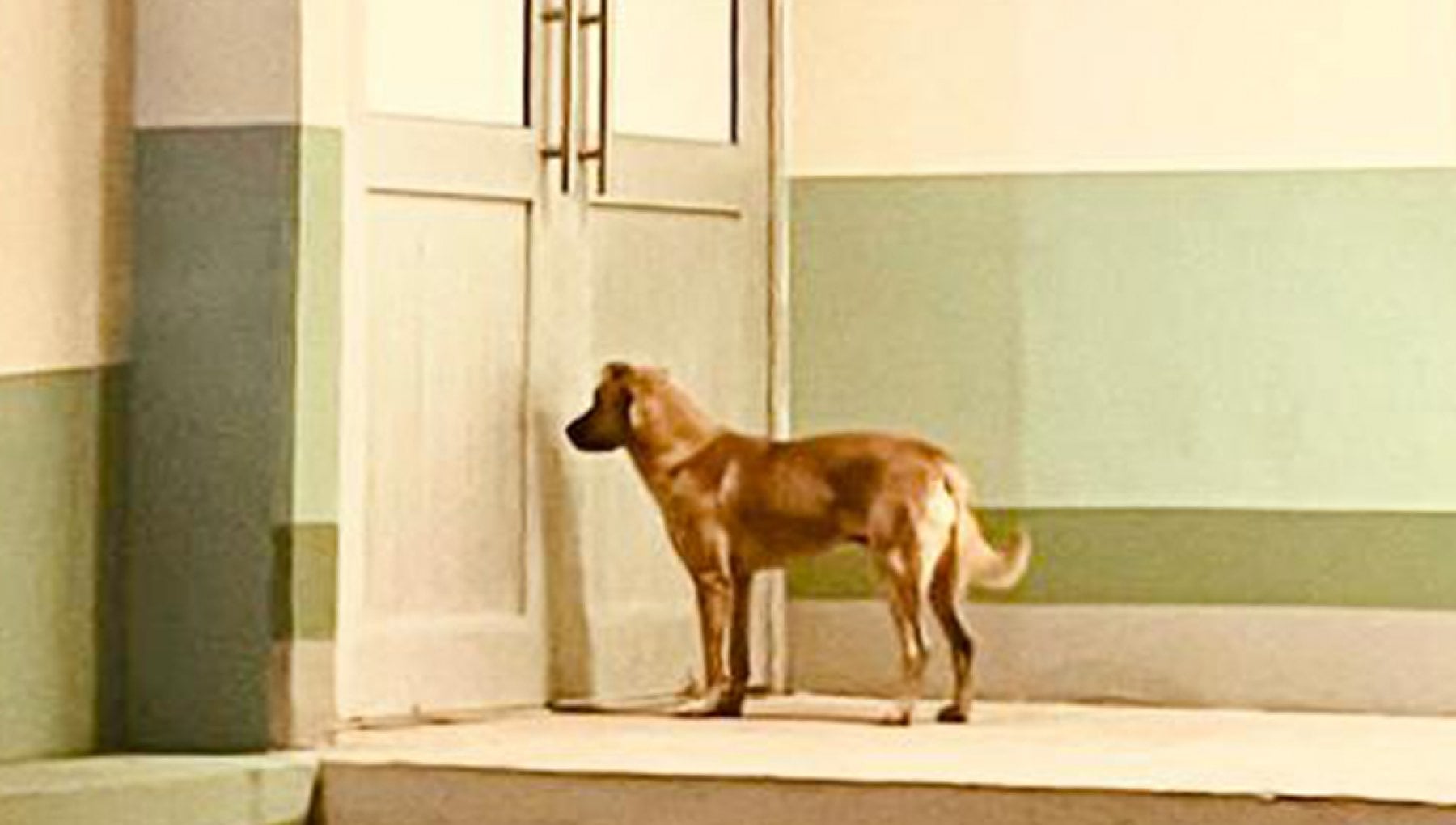 La storia di El Palomo, il cane che ha ritrovato il suo 84 enne ...