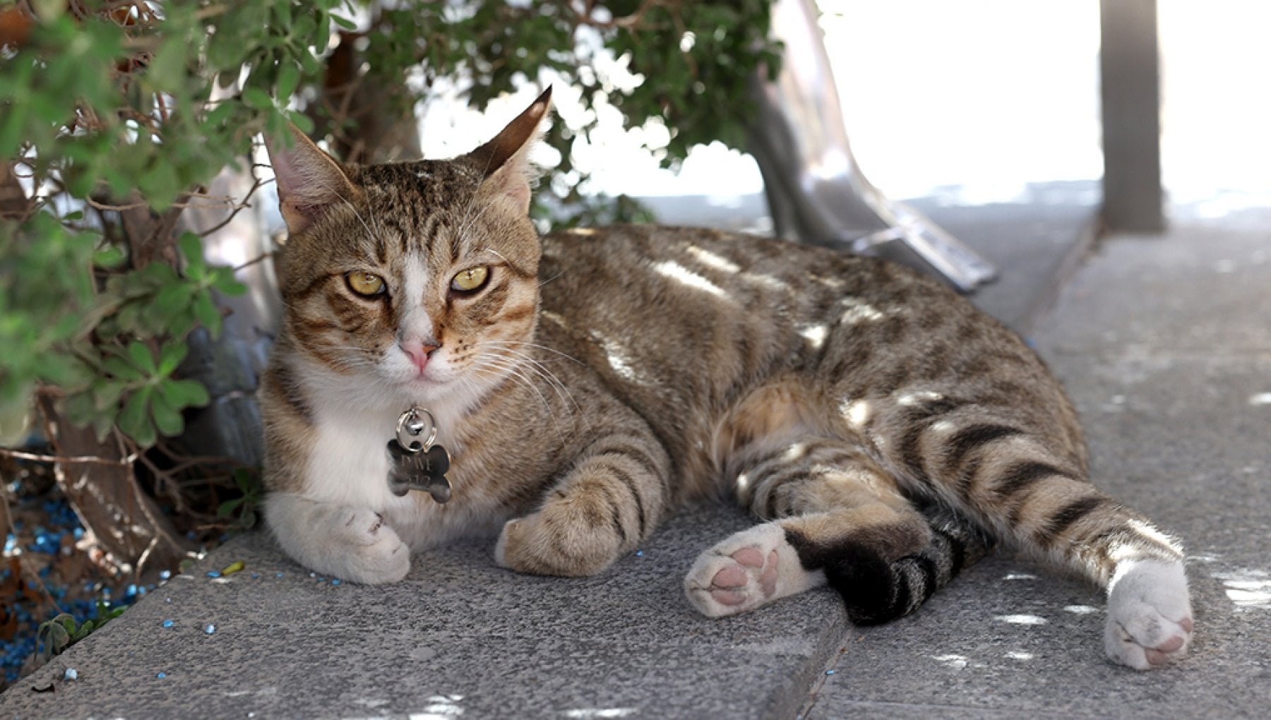 "Dave is coming home", la storia del gatto randagio del Qatar adottato ...