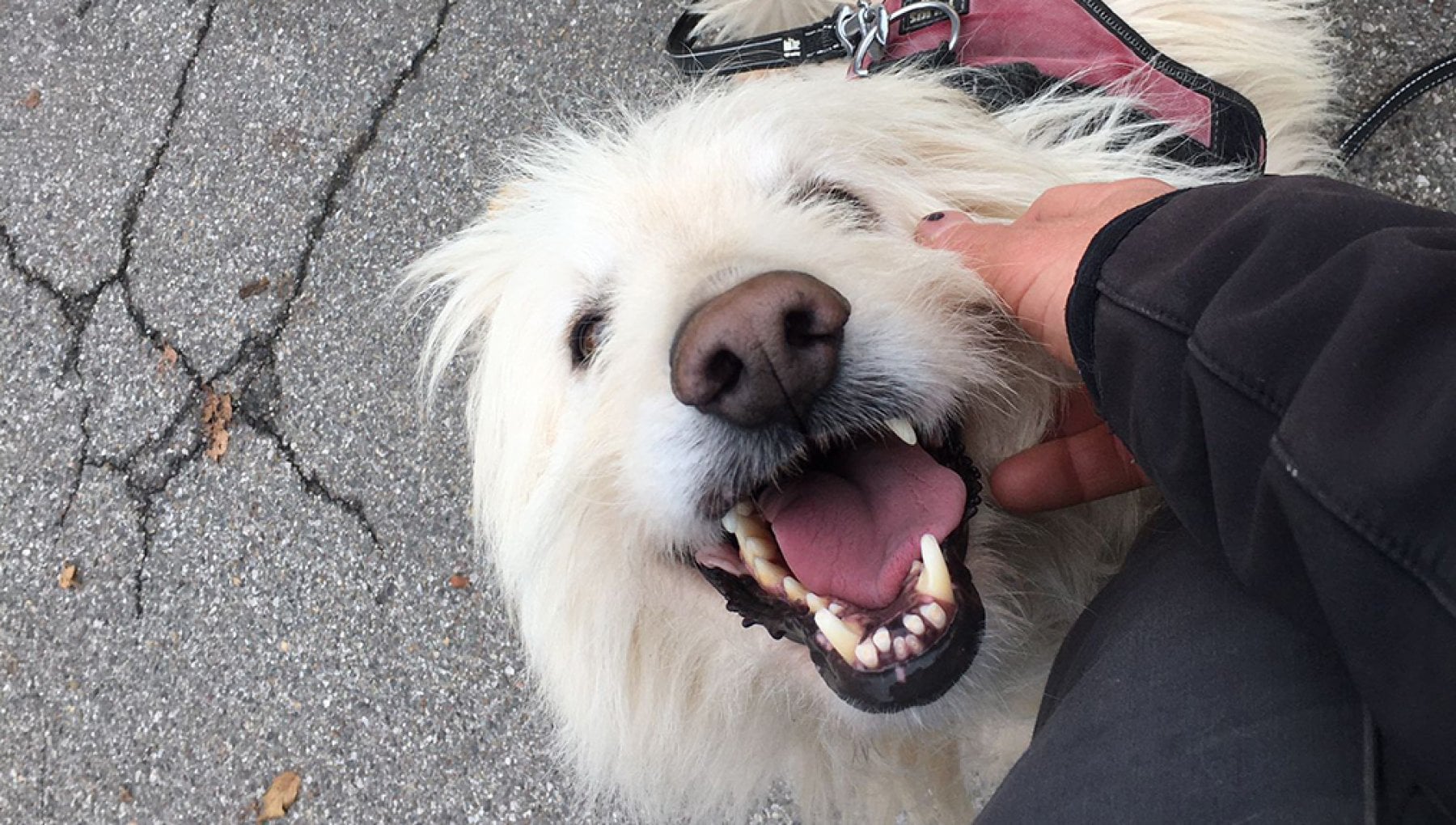 Dopo una vita in catena in Piemonte il cane Moretto ha trovato un ...