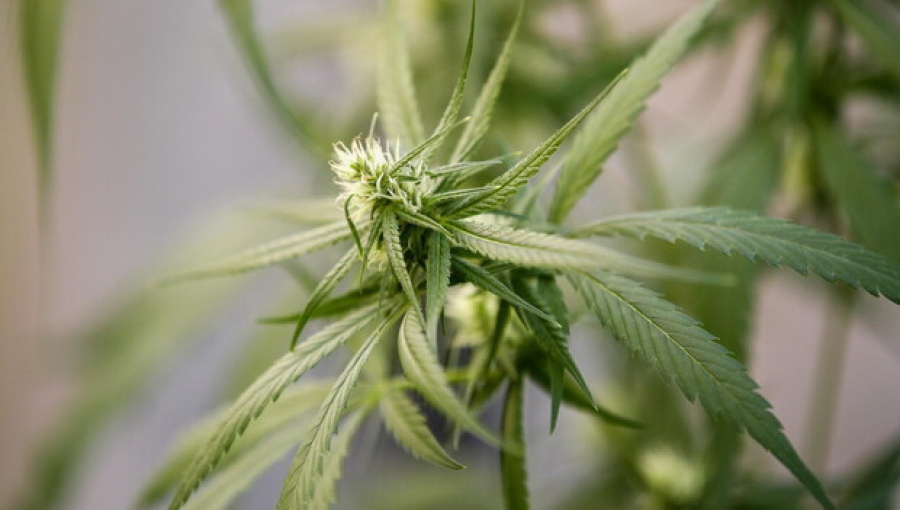 cannabis-terapeutica-per-l-alzheimer-un-nuovo-studio-rivela-i-benefici