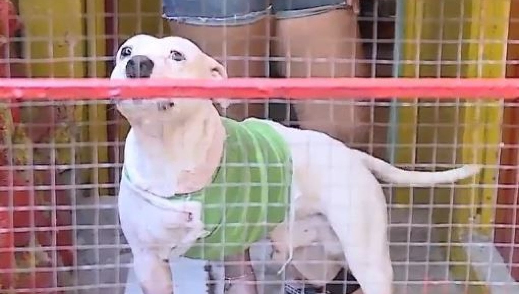 Prosegue il recupero di Tommy, il cane eroe che ha perso una zampa per ...
