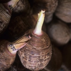 Taro, il tubero cinese brutto ma buono: ecco come si cucina