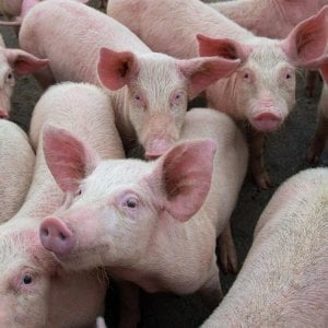 La peste suina africana, il prossimo disastro annunciato?
