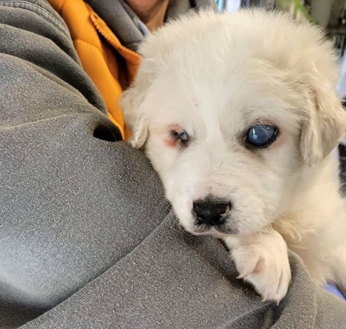 Romeo, il cucciolo di cane abbandonato a un mese di vita perché cieco ...