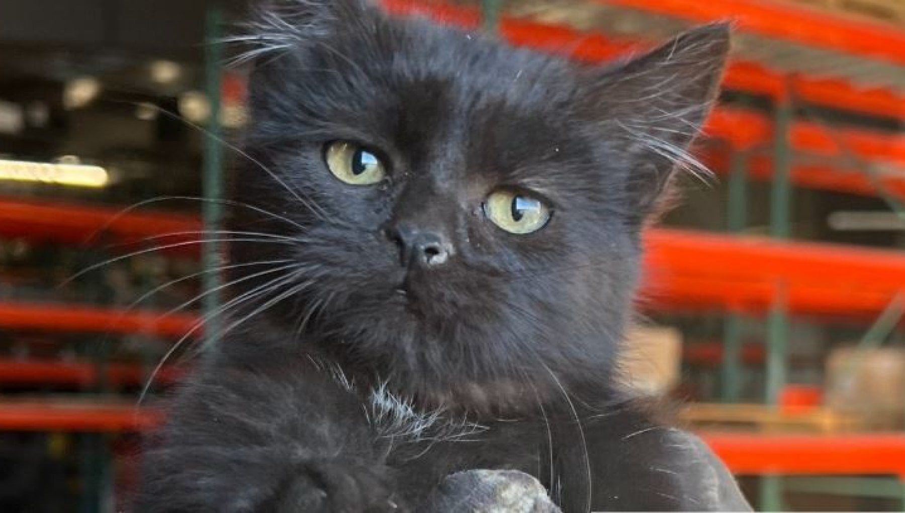 Il motore del camion "miagola": trovano un gatto e lo fanno adottare ...