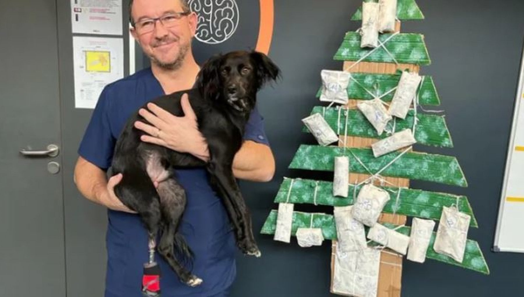 Il cane Lucky e la zampa bionica che lo ha fatto tornare a camminare ...