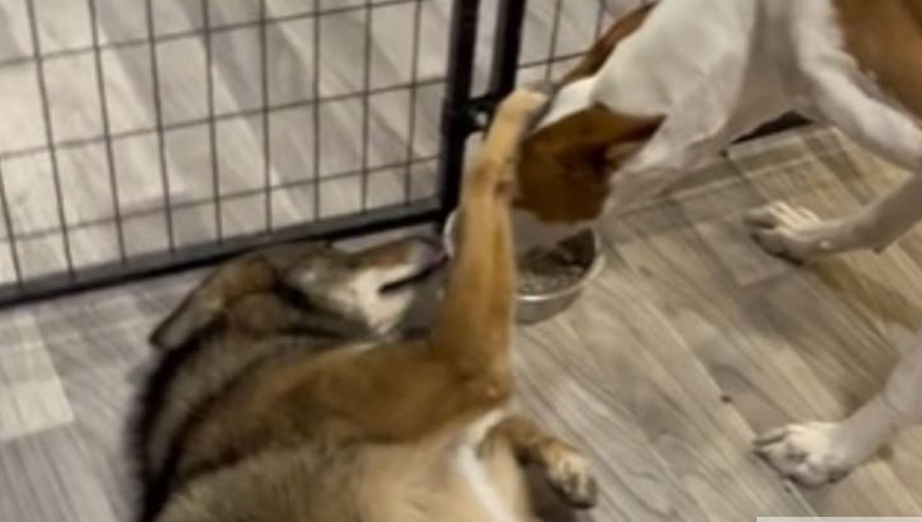 Il cane Chorizo salva un baby coyote attaccato da un falco e lo adotta ...