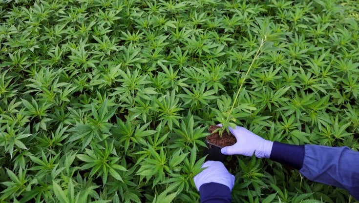 Cannabis, se l'uso è quotidiano aumentano le malattie delle coronarie