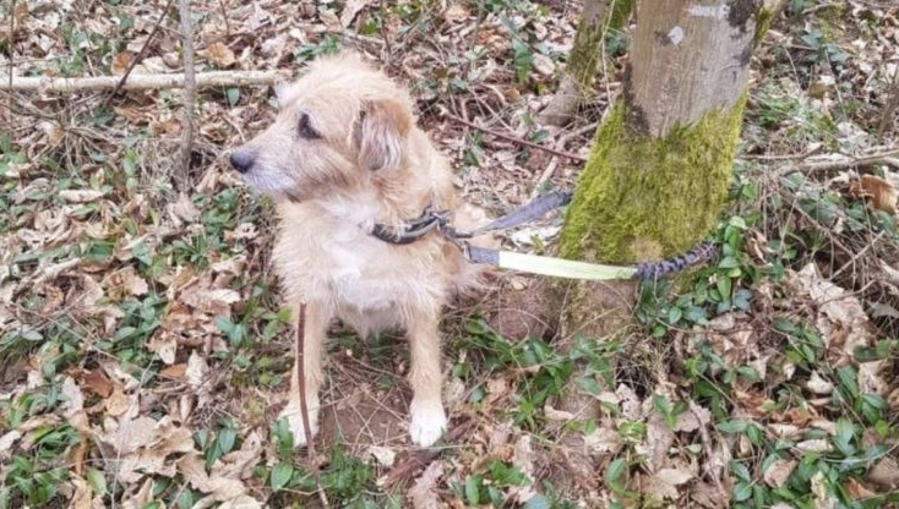 Cane legato a un albero nella foresta: è stato rapito o abbandonato ...