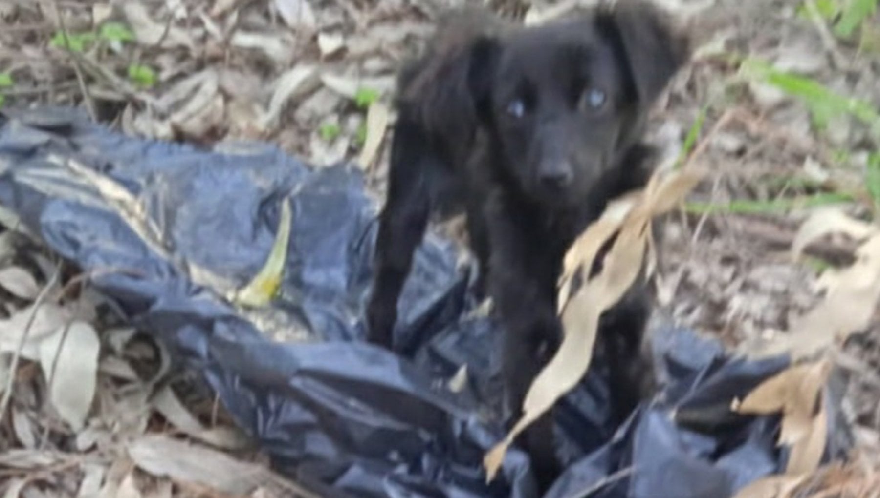 Cane chiuso in un sacchetto e poi gettato in campagna: salvo in ...