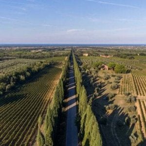 Vino, Ruffino acquisisce una nuova tenuta a Bolgheri 