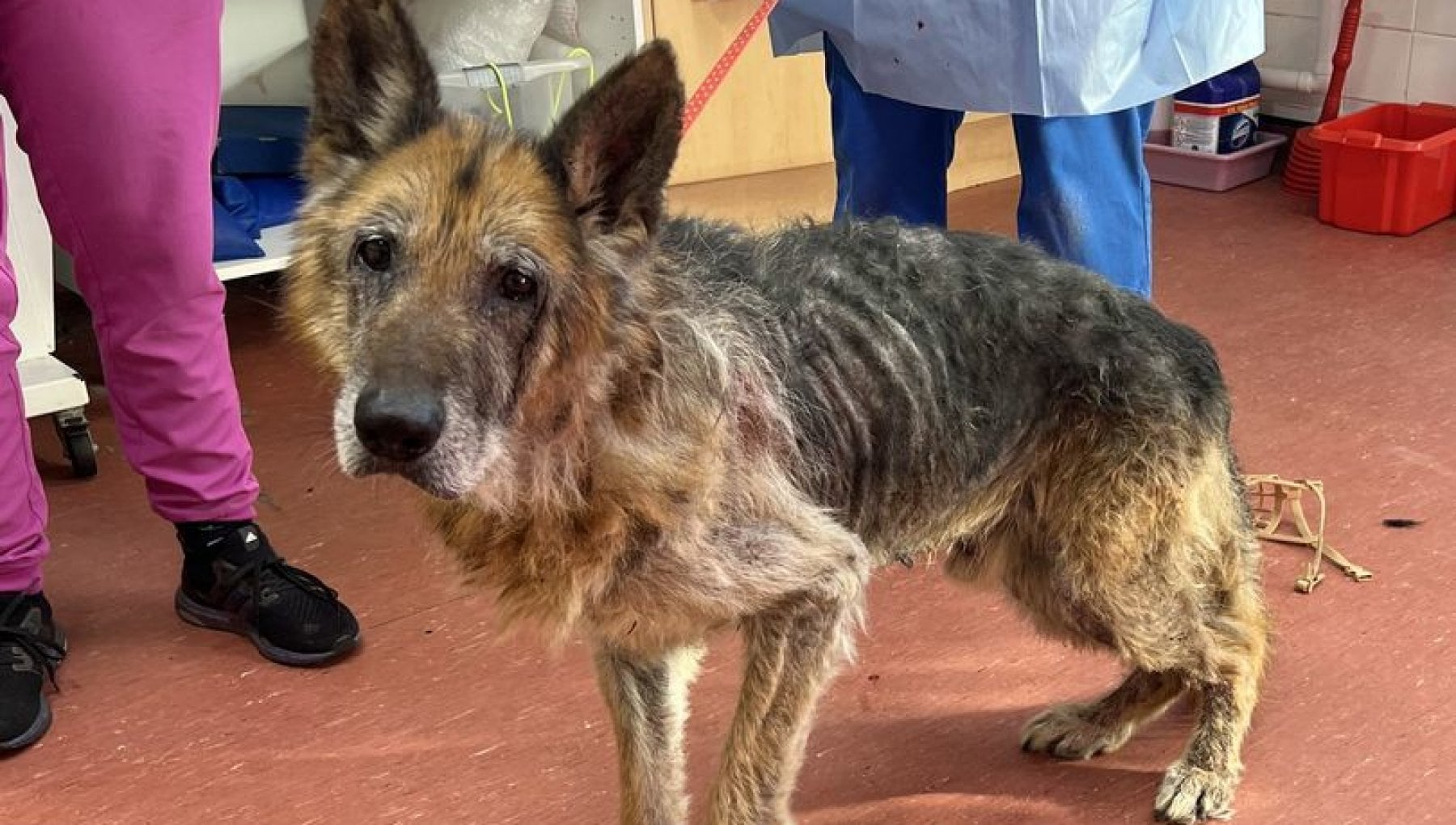 Gandalf l'anziano, il cane salvato dalla strada finisce in rifugio e ...