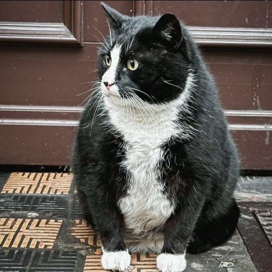 Dieta ferrea per il gatto randagio Gacek, celebrity in Polonia: "Deve ...