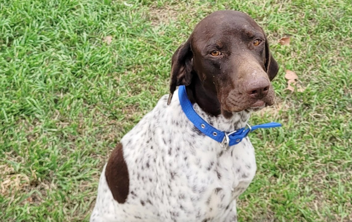 La sua testa è stata trapassata da una freccia, ma questo cane è ...