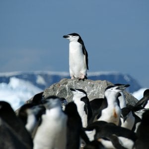 Se scompaiono i pinguini in Antartide l'ecosistema è a rischio, anche per il ferro