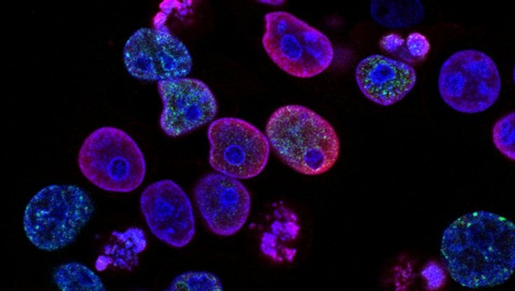 Crediti: National Cancer Institute via Unsplash