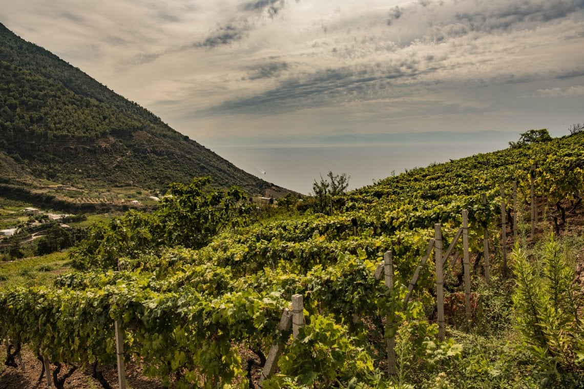 Vigneto di Valdichiesa dal monte Porri con vista mare e monte Fossa