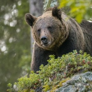 "Orsa catturata in Trentino, i cuccioli di JJ4 ce la faranno anche da soli"