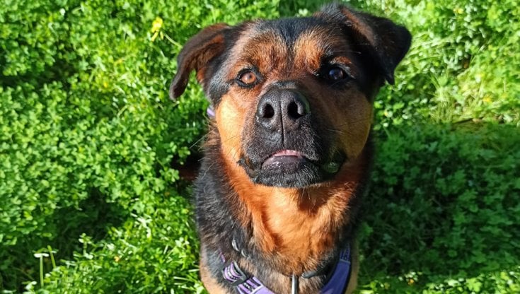 Legato con una corda e abbandonato in campagna, il cane Dea salvato in ...