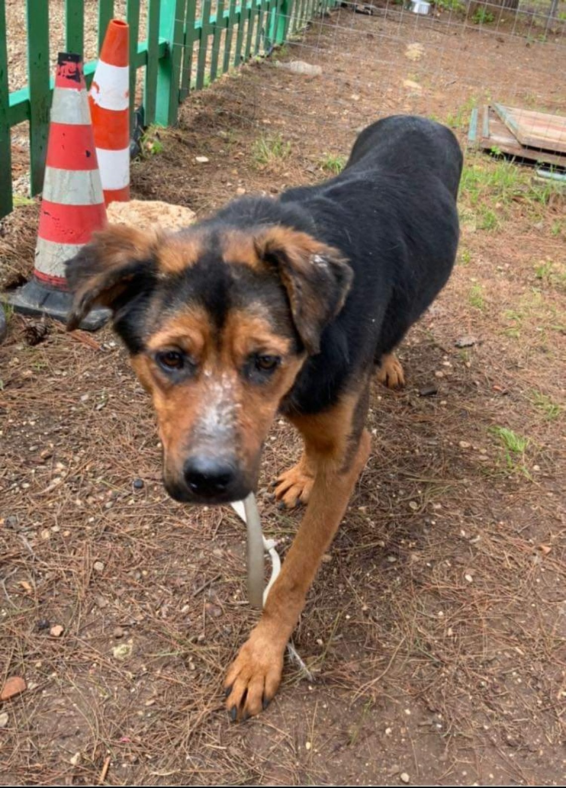 Legato con una corda e abbandonato in campagna, il cane Dea salvato in ...