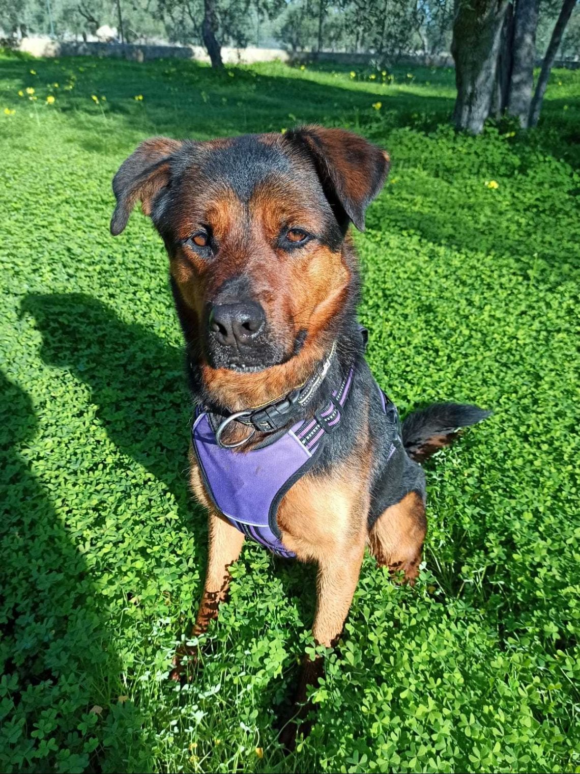 Legato con una corda e abbandonato in campagna, il cane Dea salvato in ...