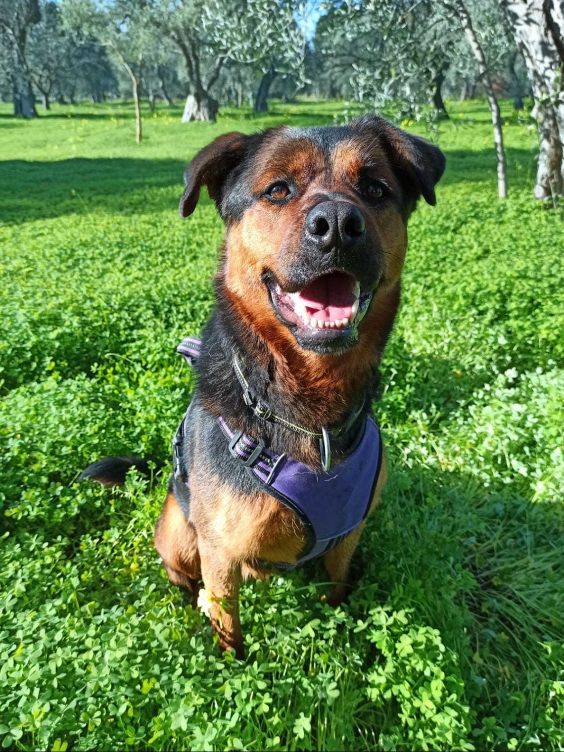 Legato con una corda e abbandonato in campagna, il cane Dea salvato in ...