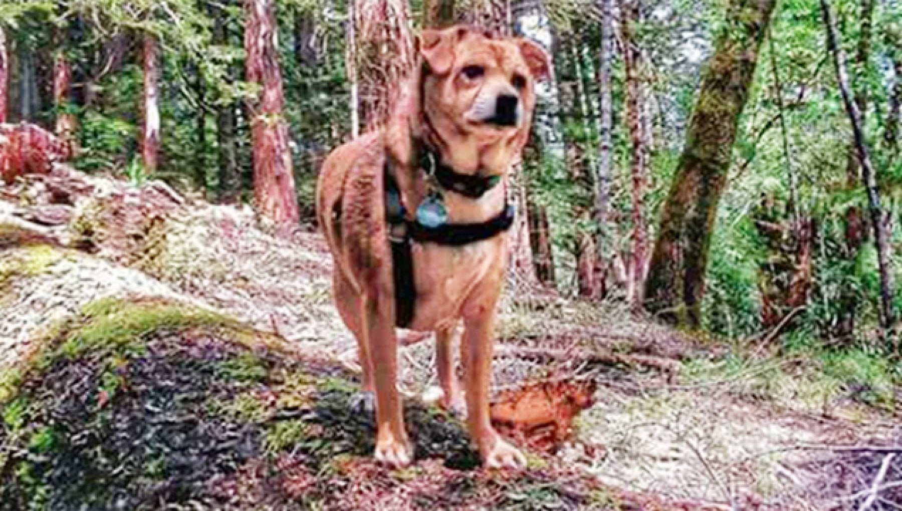 Cane eroe ha ritrovato 62 suoi simili che avevano perso la strada di ...