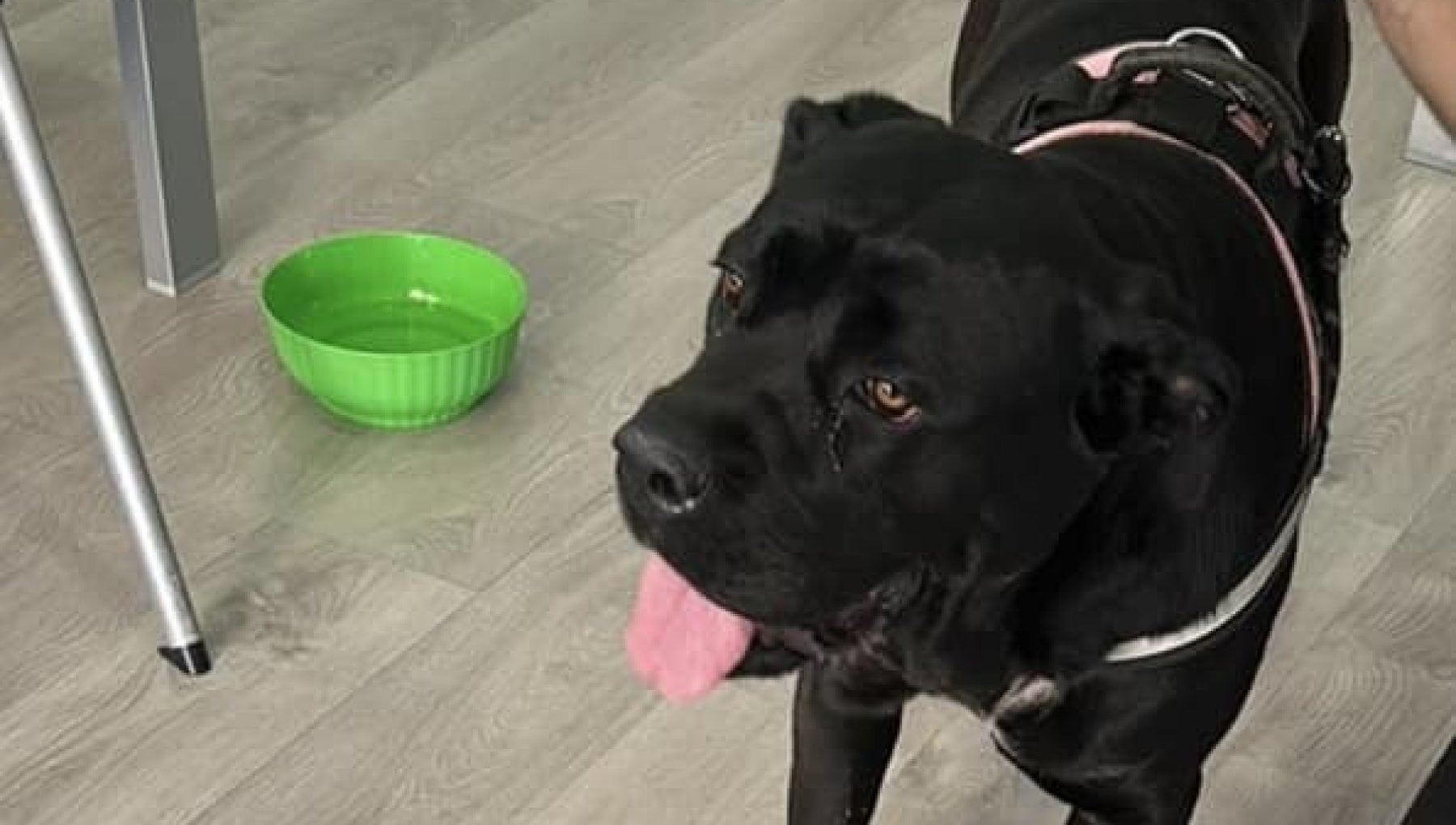 Bergamo, abbandona il cane legato con lo scotch e con l’anello di ...