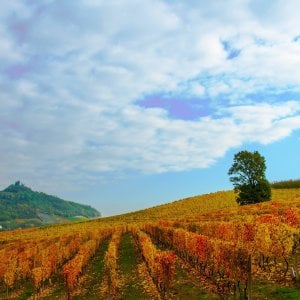 Nasce Monferrato Identity, un impegno unitario per il vino e il suo territorio
