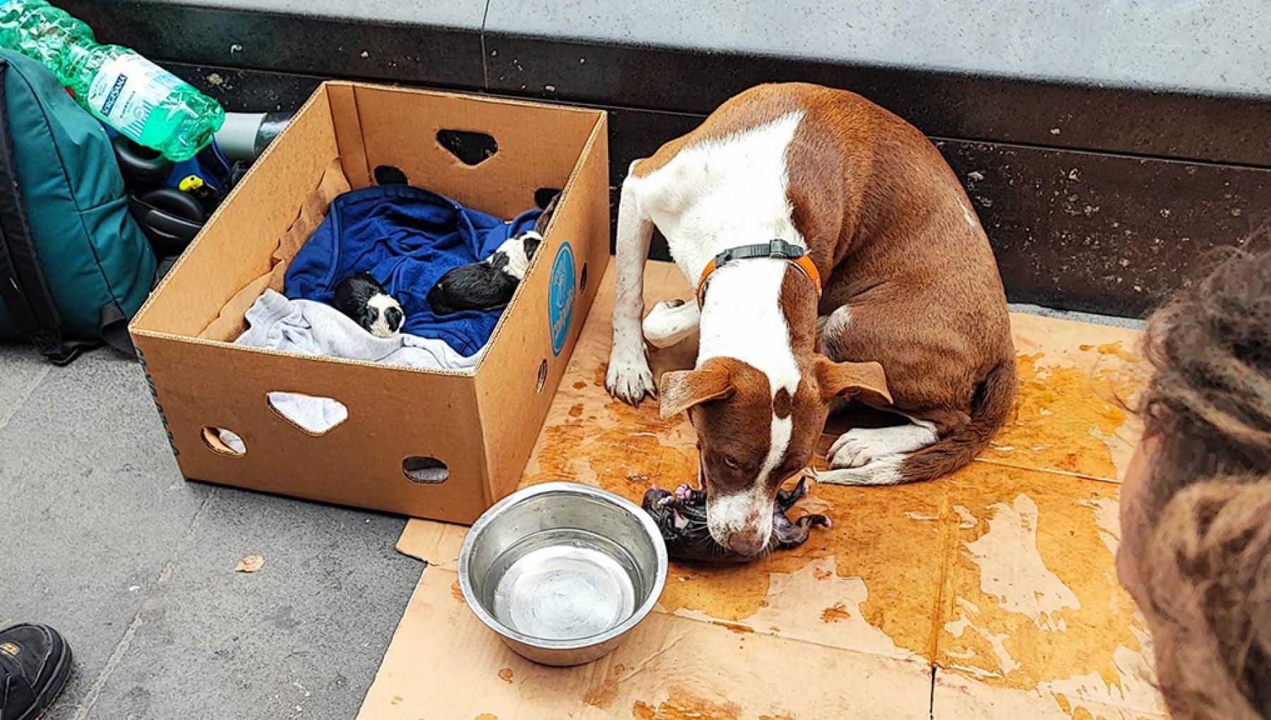 Storia di chi vive per strada e storia di un cane che per strada ...