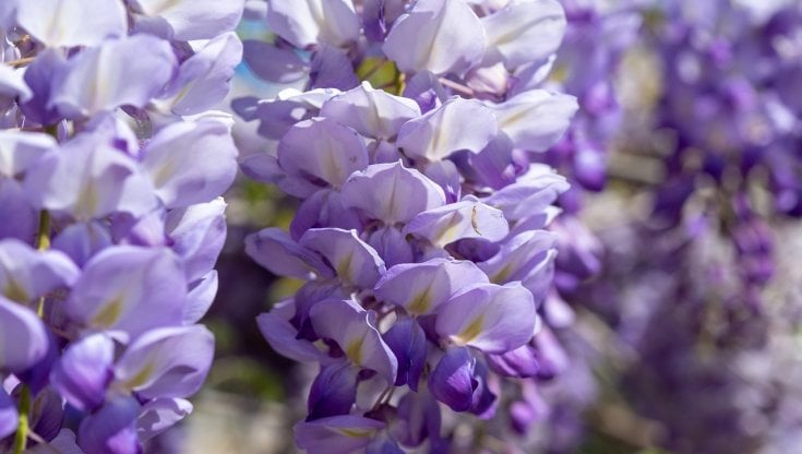 Albero Di Glicine Artificiale Con Fiori, Amerique, Tecnologia Feel Real, Pianta Finta In Vaso Per Decorazione Interni